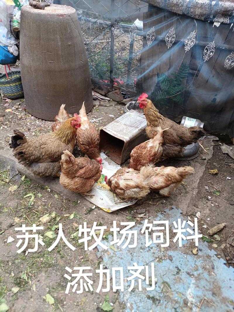 蘇人牧場飼料添加劑 提升家禽免疫力與蛋品質的科學之道